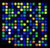 GenoExplorer Biochips